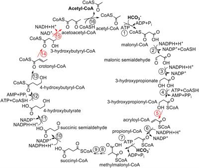 Enzymes Catalyzing Crotonyl-CoA Conversion to Acetoacetyl-CoA During the Autotrophic CO2 Fixation in Metallosphaera sedula